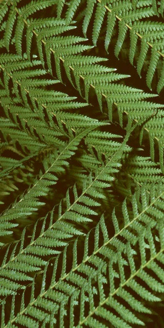 Patterned Nature II Poster Print - Studio Vision