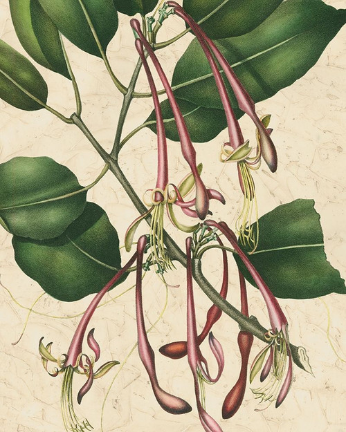 Botanic Beauty I Poster Print - Studio Vision