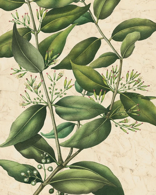 Botanic Beauty III Poster Print - Studio Vision