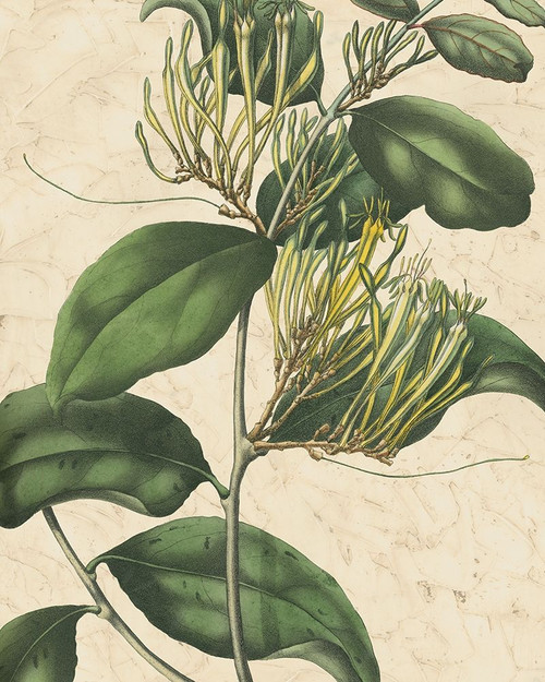 Botanic Beauty IV Poster Print - Studio Vision