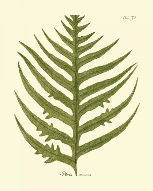 Antique Fern VIII Poster Print - Studio Vision