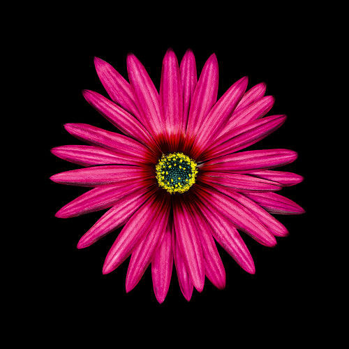 Pink Daisy Poster Print - joSon