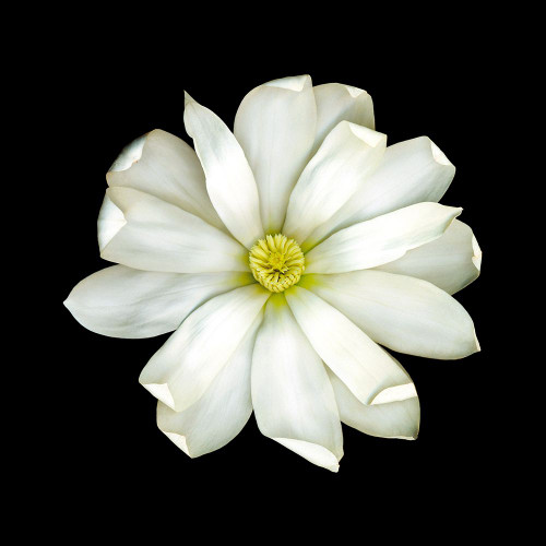 Magnolia Poster Print - joSon