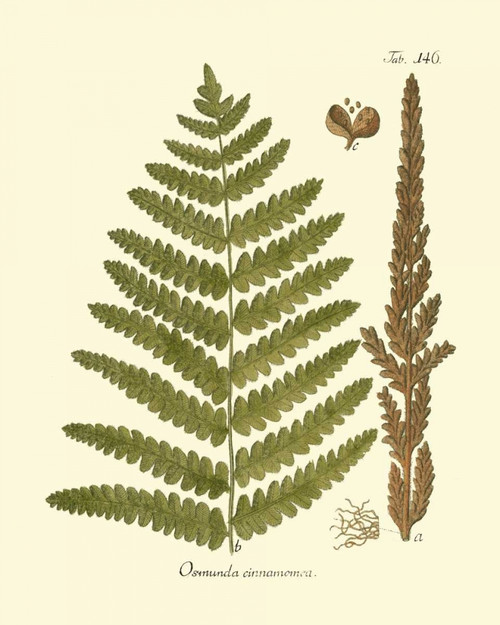 Antique Fern VI Poster Print - Studio Vision