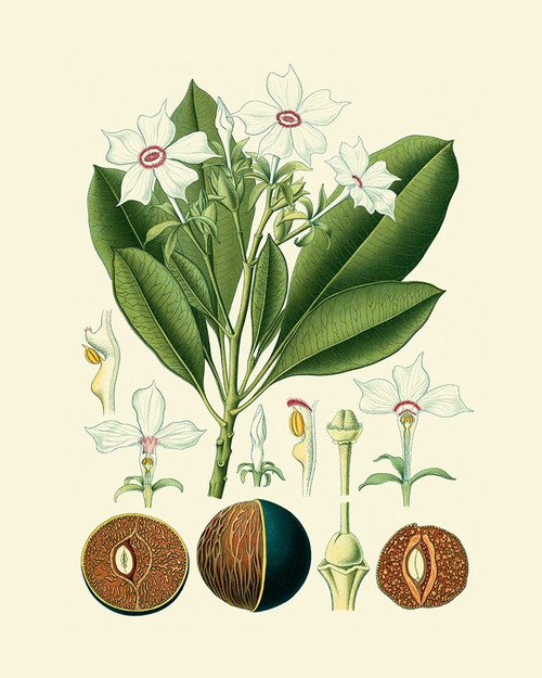 Botanical Glory IV Poster Print - Studio Vision