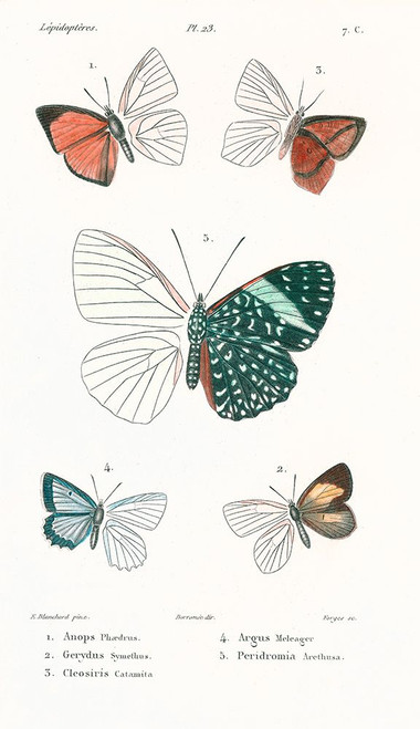 Lepidopteres 4 Emile Blanchard Poster Print - Design Porter (21 x 36)