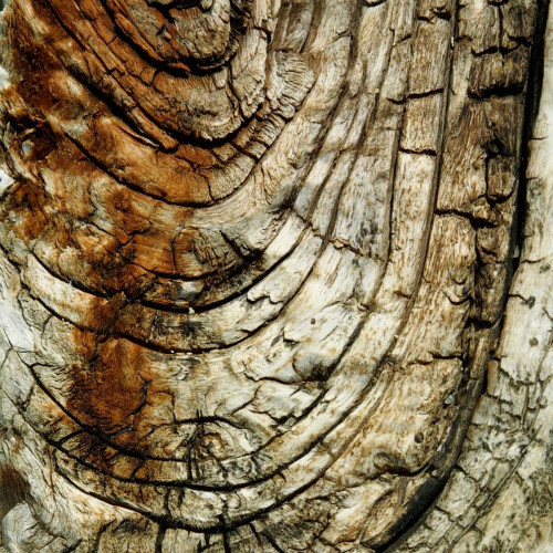 Natures Textures III Poster Print - Studio Vision
