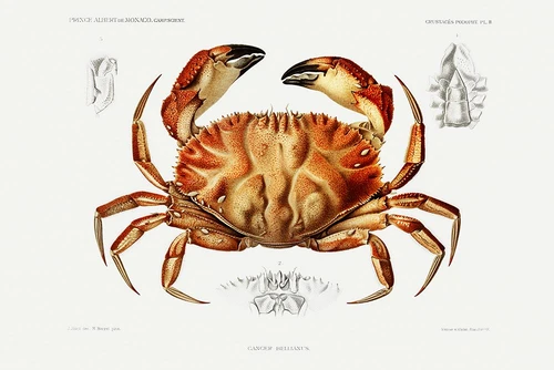 Dungeness crab illustration Poster Print - I Prince Albert
