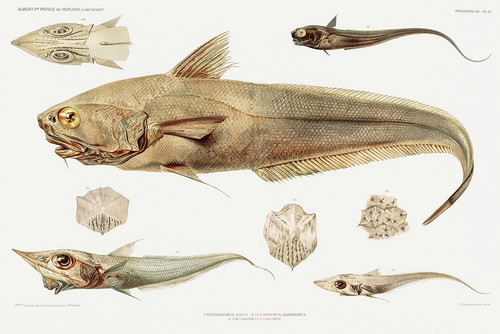 Fish varieties set illustration Poster Print - I Prince Albert