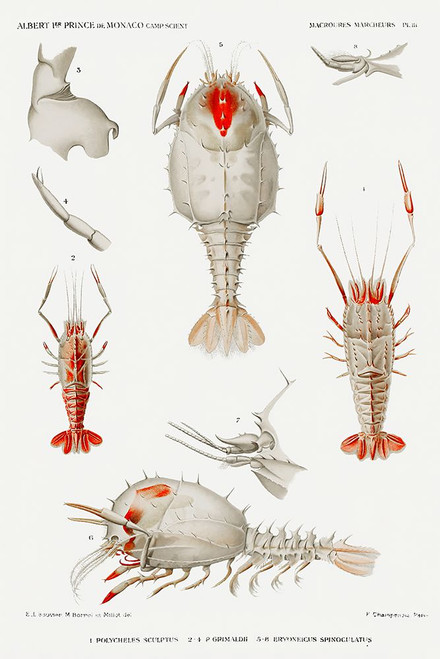Decapod varieties set illustration Poster Print - I Prince Albert
