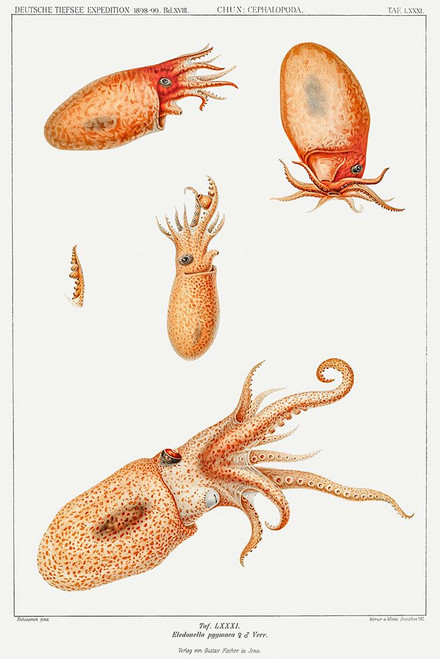 Vintage bolitaena octopus illustration II Poster Print - Carl Chun
