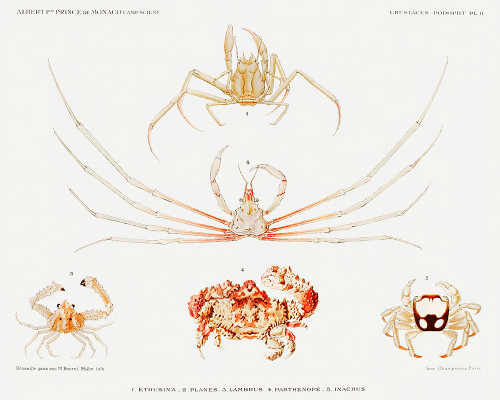 Crab varieties set illustration II Poster Print - I Prince Albert