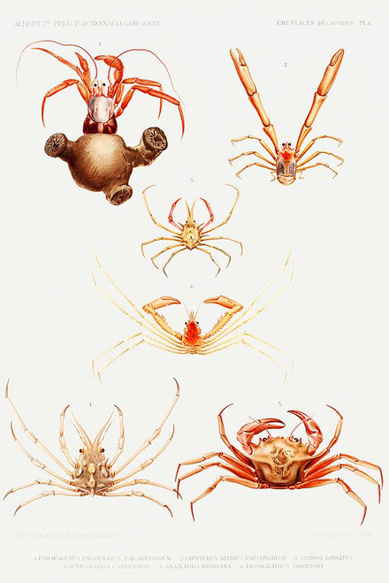 Crab varieties set illustration I Poster Print - I Prince Albert