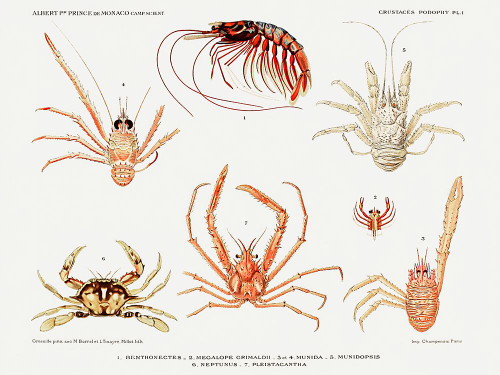 Crabs and shrimps set illustration Poster Print - I Prince Albert