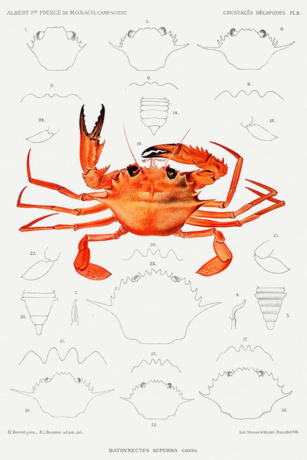 West African Brachyuran crab, Bathynectes piperitus vintage illustration Poster Print - I Prince Albert