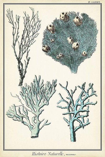 Oversize Coral Species II Poster Print - Studio Vision