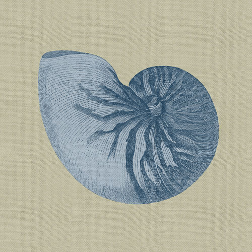 Chambray Shells II Poster Print - Studio Vision