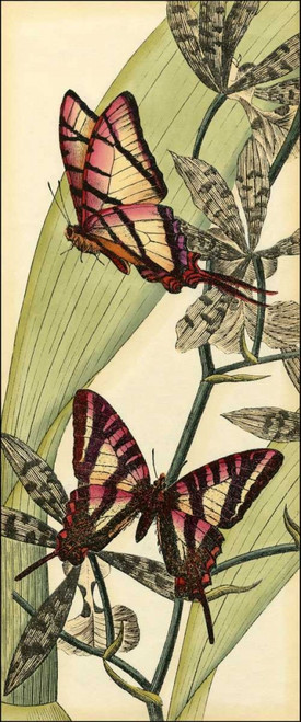 Butterfly Beauty II Poster Print - Studio Vision