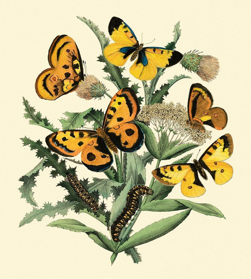 Butterfly Gathering IV Poster Print - Studio Vision