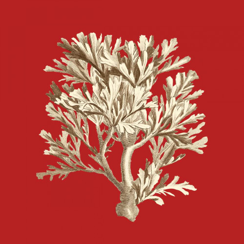 Coral on Red IV Poster Print - Studio Vision