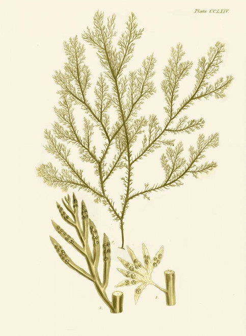 Dramatic Seaweed I Poster Print - Studio Vision