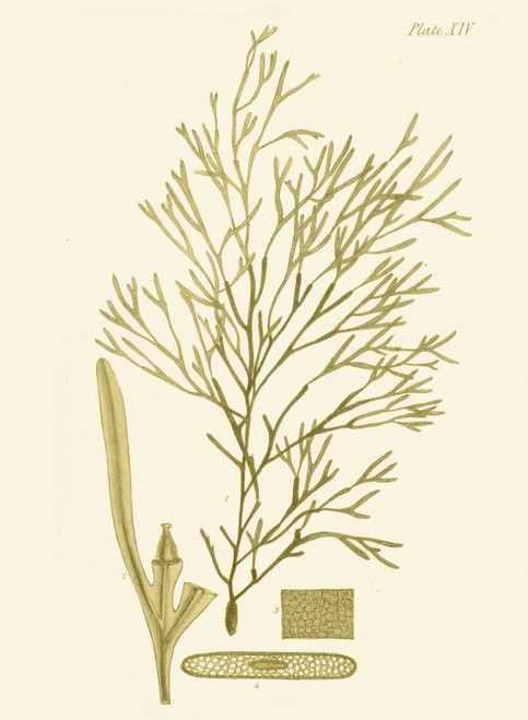 Dramatic Seaweed II Poster Print - Studio Vision