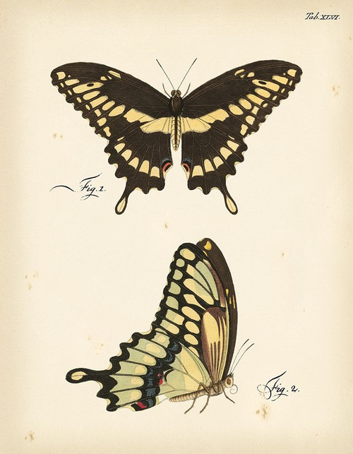 Butterfly Profile I Poster Print - Studio Vision