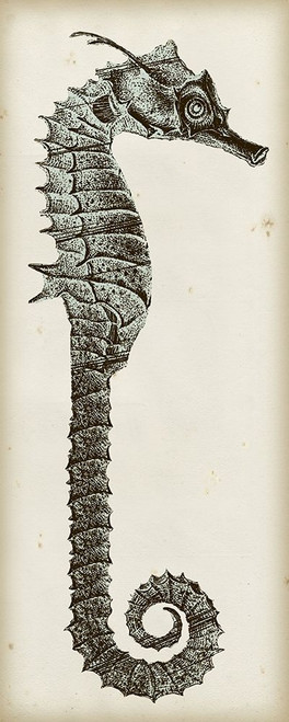 Vintage Seahorse II Poster Print - Studio Vision