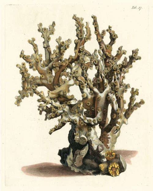 Antique Coral II Poster Print - Studio Vision