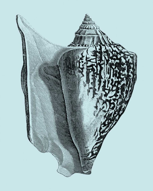 Shells on Aqua IV Poster Print - Studio Vision