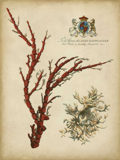 Imperial Coral I Poster Print - Studio Vision