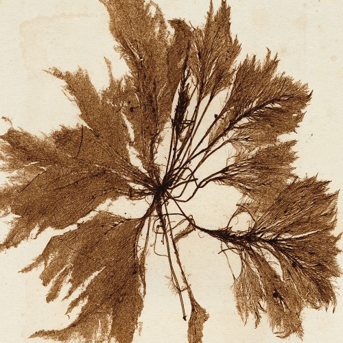 Brilliant Seaweed VI Poster Print - Studio Vision