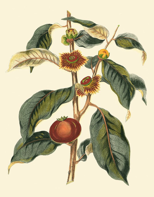Foliage Flowers And Fruit II Poster Print - Studio Vision