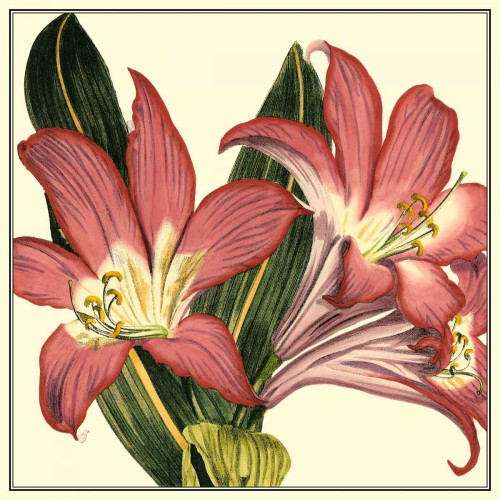 Poetic Blossoms IV Poster Print - Studio Vision