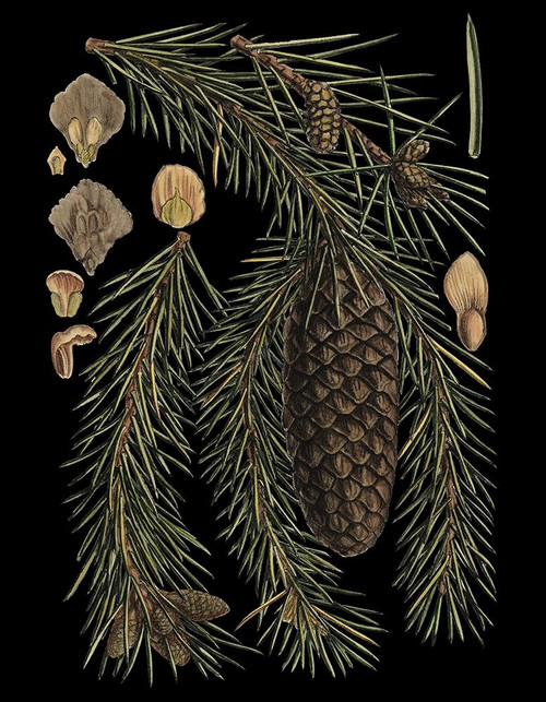 Dramatic Conifers III Poster Print - Studio Vision