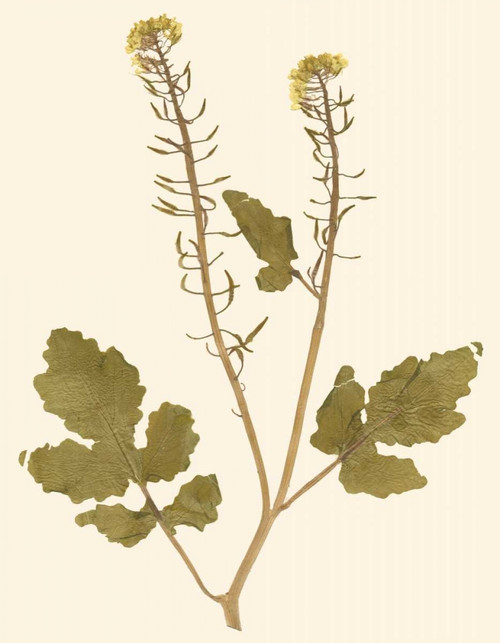 Pressed Botanical I Poster Print - Studio Vision