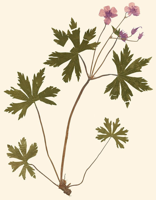 Pressed Botanical III Poster Print - Studio Vision