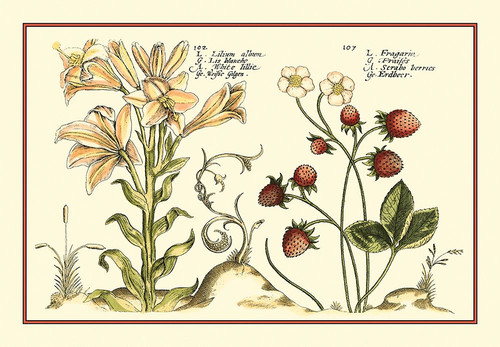 Garden Botanica I Poster Print - Studio Vision