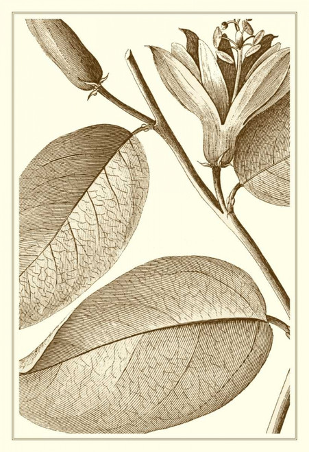 Cropped Sepia Botanical II Poster Print - Studio Vision