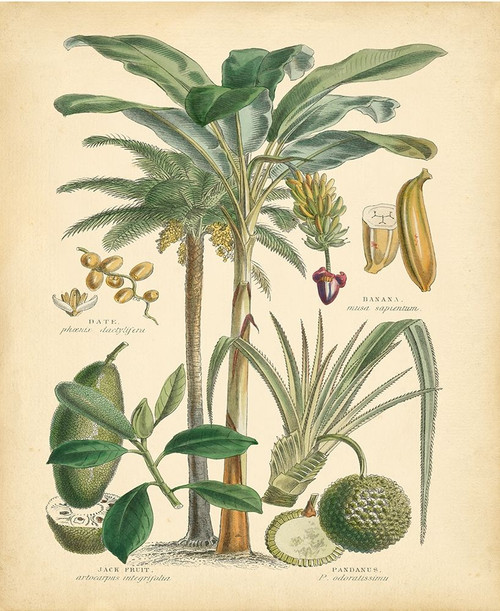 Fruitful Palm II Poster Print - Studio Vision