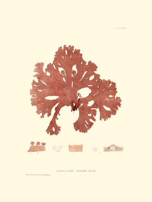 Nature Print in Coral I Poster Print - Studio Vision