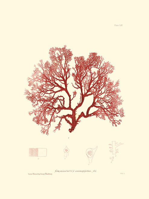 Nature Print in Coral II Poster Print - Studio Vision