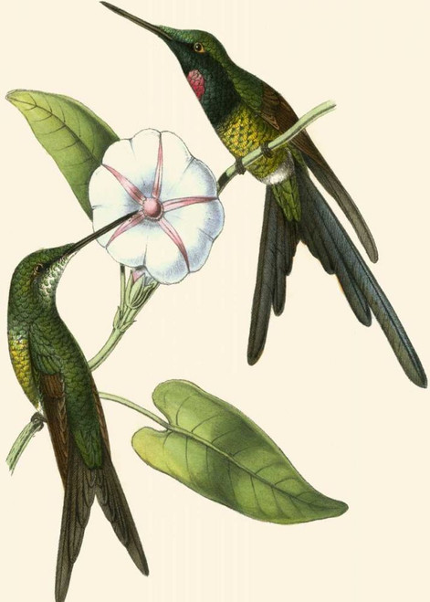 Delicate Hummingbird III Poster Print - Studio Vision