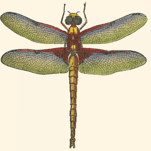 Miniature Dragonfly IV Poster Print - Studio Vision
