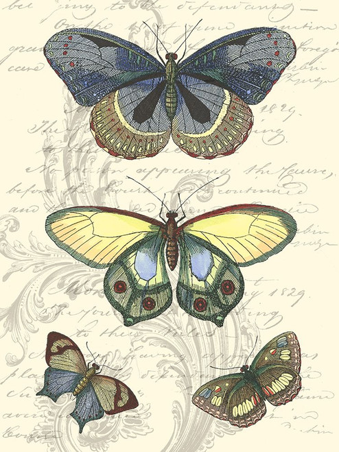 Butterfly Delight II Poster Print - Studio Vision