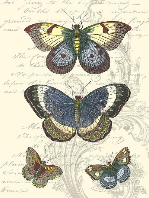 Butterfly Delight I Poster Print - Studio Vision