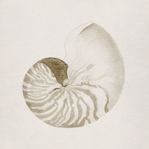 Vintage Shell II Poster Print - Carol Robinson