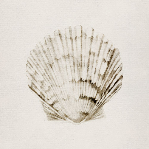 Vintage Shell I Poster Print - Carol Robinson