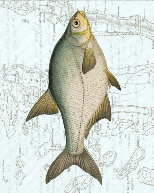 Freshwater I Poster Print - Studio Vision