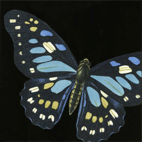 Small Dramatic Butterflies II Poster Print - Studio Vision